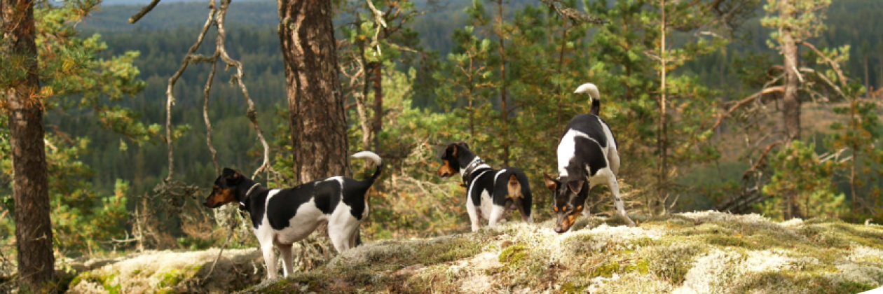 Karkkilan Eläinlääkäriasema